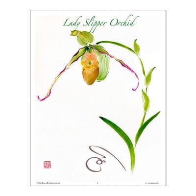 Lady Slipper Orchid Brush Painting Class Lesson by Nan Rae