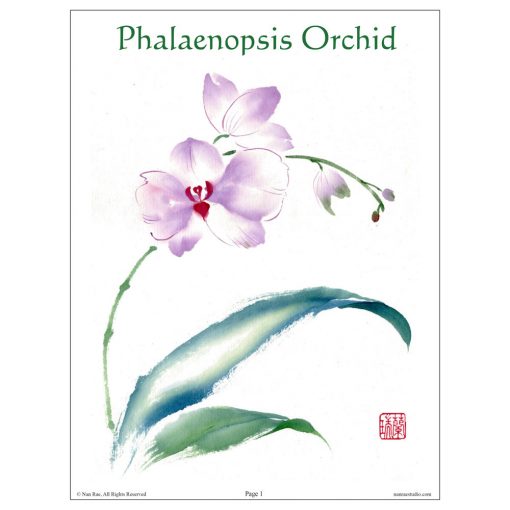Phalaenopsis lesson by Nan Rae