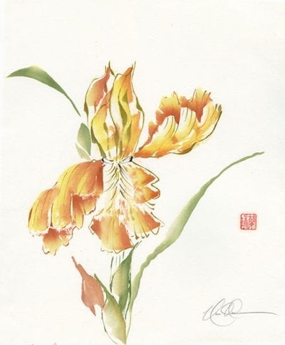 Bearded Iris painting