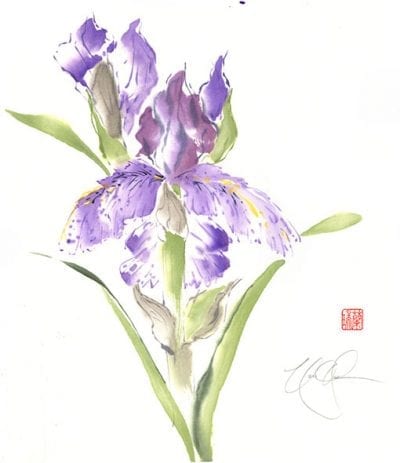 Bearded Iris painting by Nan Rae