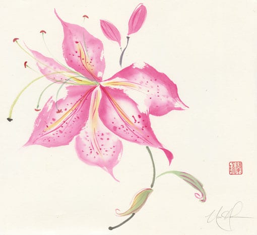 tiger lily