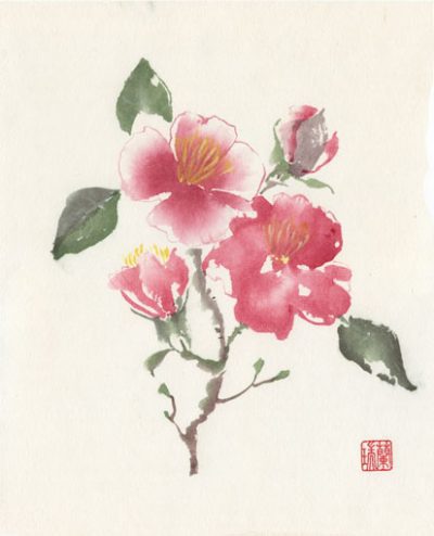 Camellia painting by Nan Rae