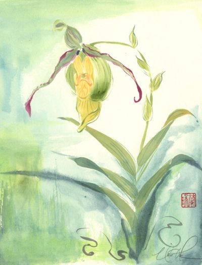 Lady Slipper Orchid II